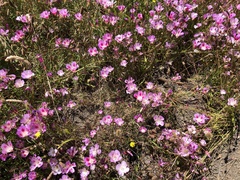 Clarkia