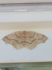 Lambdina fiscellaria