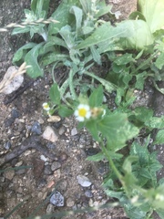 Galinsoga quadriradiata