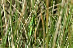 Euthystira brachyptera