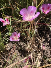 Clarkia