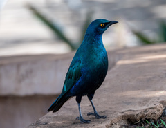 Lamprotornis chalybaeus