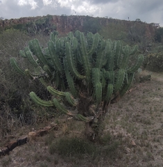 Myrtillocactus geometrizans