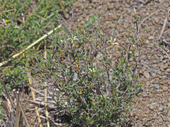 Wahlenbergia albens