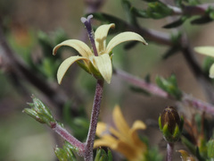 Wahlenbergia albens