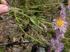 Erigeron caespitosus