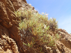 Pelargonium tragacanthoides