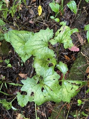 Arnoglossum atriplicifolium