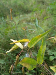 Vincetoxicum hirundinaria