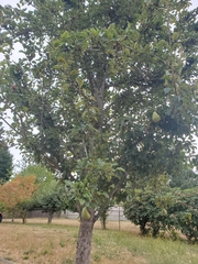 Pyrus communis