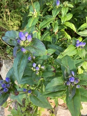 Gentiana linearis