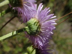 Erigeron caespitosus