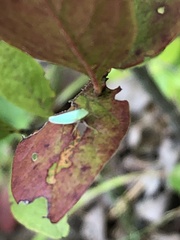 Draeculacephala antica