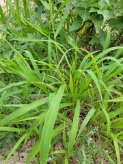 Urochloa fusca