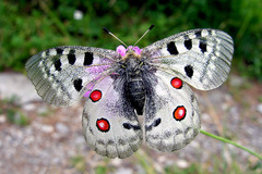 Parnassius apollo