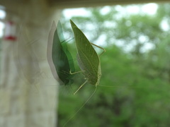 Microcentrum rhombifolium