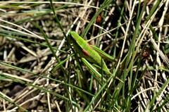 Euthystira brachyptera