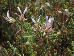 Pelargonium tragacanthoides