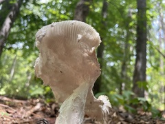 Amanita abrupta
