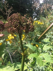 Angelica gigas