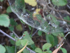 Frontinellina frutetorum