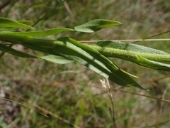 Erigeron caespitosus