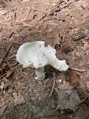 Amanita abrupta
