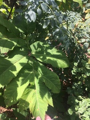 Angelica gigas