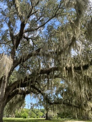 Tillandsia usneoides