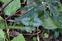 Lamium galeobdolon