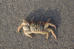 Geograpsus lividus