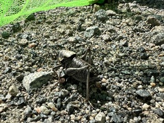 Anabrus simplex