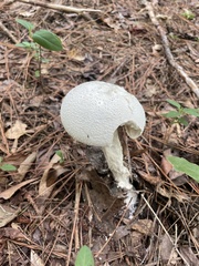 Amanita polypyramis