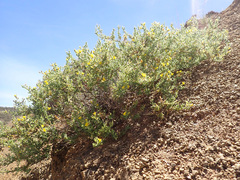 Melolobium microphyllum