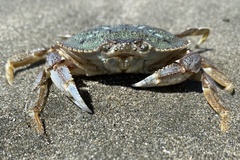 Metacarcinus magister