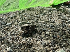 Anabrus simplex