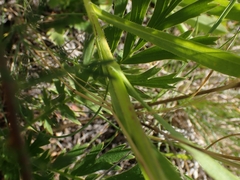 Erigeron caespitosus