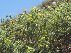 Melolobium microphyllum