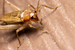 Anaxipha exigua