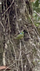 Chlorophonia cyanea