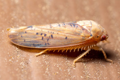 Ponana quadralaba