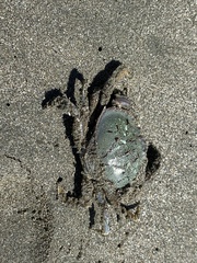 Metacarcinus magister