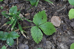 Fragaria moschata