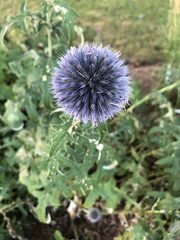 Echinops
