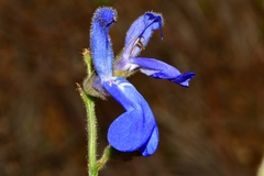 Salvia vitifolia