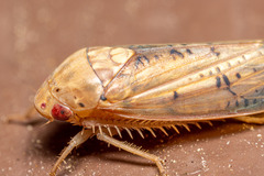 Ponana quadralaba