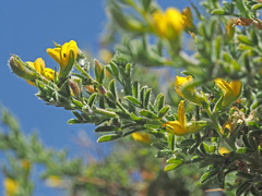 Melolobium microphyllum