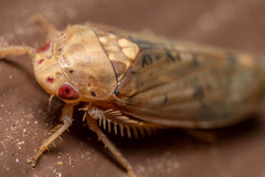 Ponana quadralaba