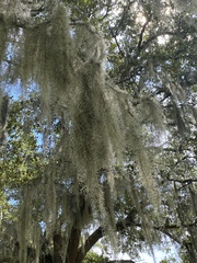 Tillandsia usneoides