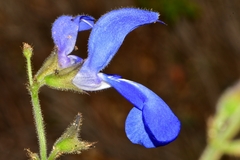 Salvia vitifolia
